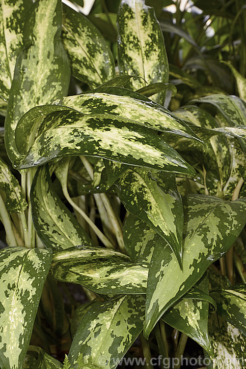 <i>Aglaonema commutatum</i> 'Pseudobracteatum', a variegated cultivar of a species from the Philippines and eastern Indonesia. It has especially large leaves, though its variegations are not a strong as those of some other cultivars. It is usually seen cultivated as house plants, for which purpose it is very adaptable and thrives in poor light. Order: Alismatales, Family: Araceae