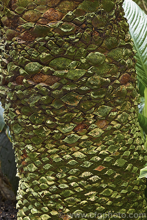 The trunk of Lepidozamia peroffskyana studded with the bases of old leaves. Found in the coastal rainforests of northern New South Wales and subtropical Queensland, this large cycad grows to 15m tall with fronds 3m or more long. Order: Cycadales, Family: Zamiaceae