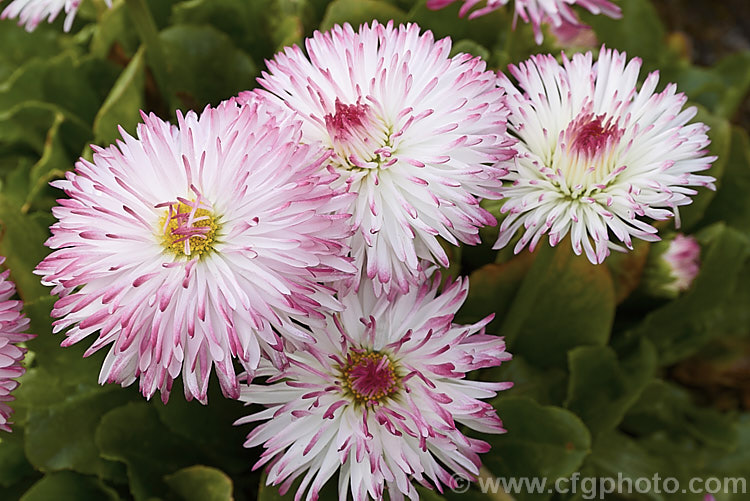 Habanera. Bellis. Daisy (<i>Bellis perennis. Habanera. Series</i>), one of many fancy-flowered cultivars of the English Daisy, Common Lawn. Daisy or Pasture. Daisy, a small Eurasian perennial that is often considered a weed in its wild form, though its cultivated forms are popular bedding plants. Habanera is a series with long, frilly ray florets that make a fairly open flowerhead rather than the dense pompon often seen. bellis-2198htm'>Bellis.