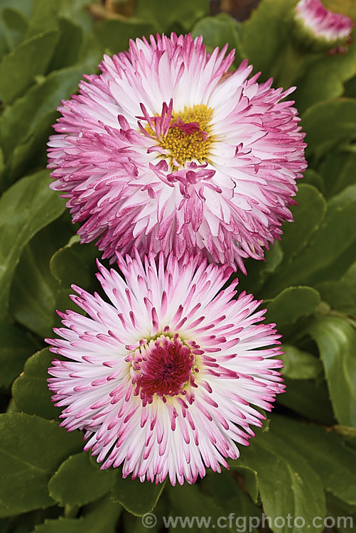 Habanera. Bellis. Daisy (<i>Bellis perennis. Habanera. Series</i>), one of many fancy-flowered cultivars of the English Daisy, Common Lawn. Daisy or Pasture. Daisy, a small Eurasian perennial that is often considered a weed in its wild form, though its cultivated forms are popular bedding plants. Habanera is a series with long, frilly ray florets that make a fairly open flowerhead rather than the dense pompon often seen. bellis-2198htm'>Bellis.