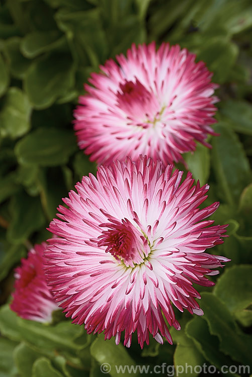 Habanera. Bellis. Daisy (<i>Bellis perennis. Habanera. Series</i>), one of many fancy-flowered cultivars of the English Daisy, Common Lawn. Daisy or Pasture. Daisy, a small Eurasian perennial that is often considered a weed in its wild form, though its cultivated forms are popular bedding plants. Habanera is a series with long, frilly ray florets that make a fairly open flowerhead rather than the dense pompon often seen. bellis-2198htm'>Bellis.