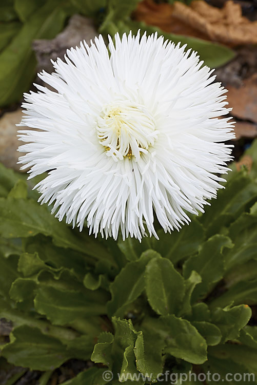 Habanera. Bellis. Daisy (<i>Bellis perennis. Habanera. Series</i>), one of many fancy-flowered cultivars of the English Daisy, Common Lawn. Daisy or Pasture. Daisy, a small Eurasian perennial that is often considered a weed in its wild form, though its cultivated forms are popular bedding plants. Habanera is a series with long, frilly ray florets that make a fairly open flowerhead rather than the dense pompon often seen. bellis-2198htm'>Bellis.