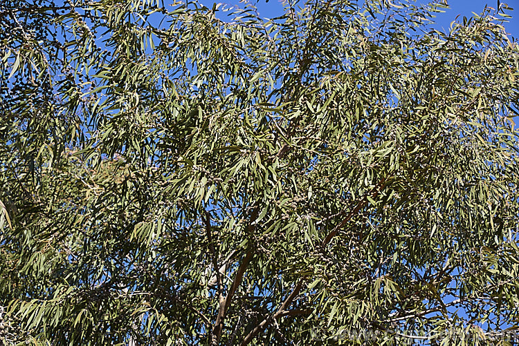 Willow. Myrtle (<i>Agonis flexuosa</i>), a heavy-trunked 9m tallAustralian tree with pendulous branches, aromatic leaves and small white flowers in late spring and early summer. Its foliage gives it the appearance of a Eucalyptus but the flowers are more like those of Leptospermum. agonis-2267htm'>Agonis. .