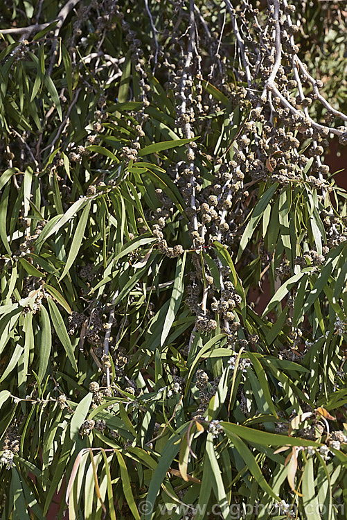 Willow. Myrtle (<i>Agonis flexuosa</i>), a heavy-trunked 9m tallAustralian tree with pendulous branches, aromatic leaves and small white flowers in late spring and early summer. Its foliage gives it the appearance of a Eucalyptus but the flowers are more like those of Leptospermum, as are the compound seed capsules shown here. agonis-2267htm'>Agonis. .