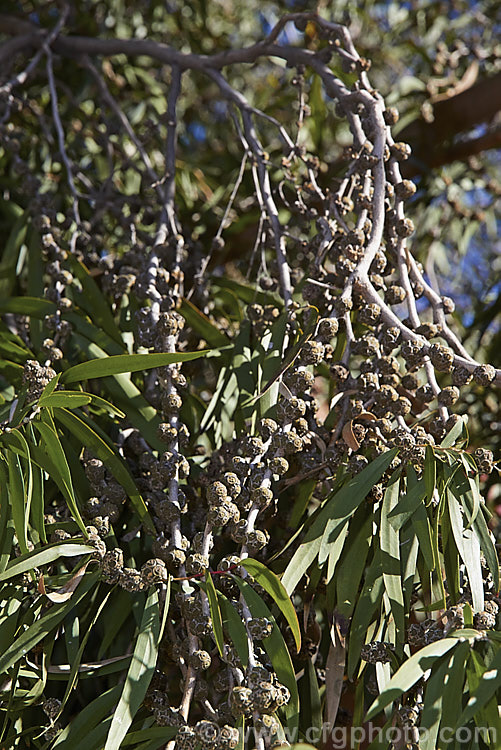 Willow. Myrtle (<i>Agonis flexuosa</i>), a heavy-trunked 9m tallAustralian tree with pendulous branches, aromatic leaves and small white flowers in late spring and early summer. Its foliage gives it the appearance of a Eucalyptus but the flowers are more like those of Leptospermum, as are the compound seed capsules shown here. agonis-2267htm'>Agonis. .