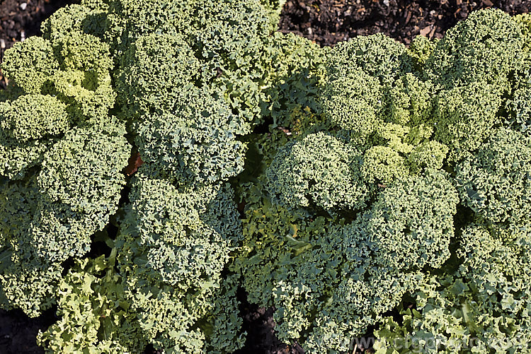 Curly Kale (<i>Brassica oleracea - Acephala Group</i>), a fancy form of garden kale that is grown for densely curled edible foliage. Most. European cultures feature nationally well-known kale dishes, though in many parts of the world kale is perhaps more commonly grown as winter stock feed. Order: Brassicales, Family: Brassicaceae