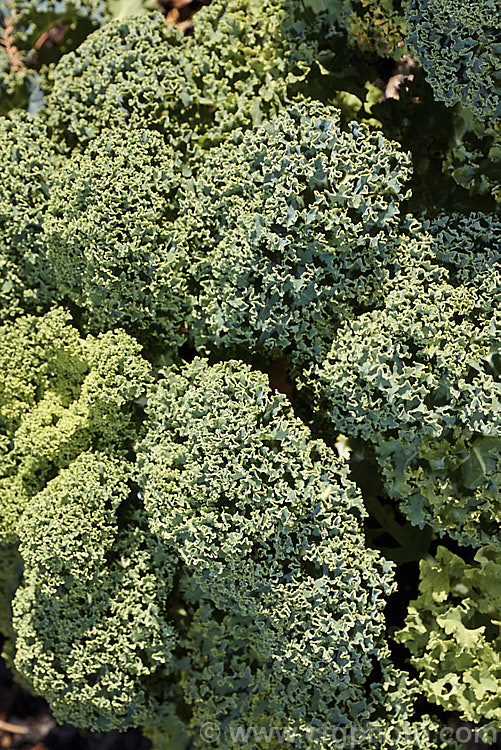 Curly Kale (<i>Brassica oleracea - Acephala Group</i>), a fancy form of garden kale that is grown for densely curled edible foliage. Most. European cultures feature nationally well-known kale dishes, though in many parts of the world kale is perhaps more commonly grown as winter stock feed. Order: Brassicales, Family: Brassicaceae