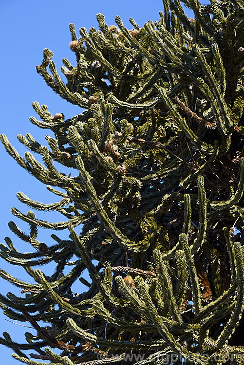 The upper branches of a mature. Monkey Puzzle Tree (<i>Araucaria araucana</i>), a conifer native to central Chile and northern Patagonia. It has stiff, sharply pointed triangular leaves and huge cones, which can be seen here. Order: Pinales, Family: Araucariaceae