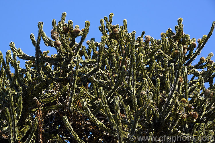 The upper branches of a mature. Monkey Puzzle Tree (<i>Araucaria araucana</i>), a conifer native to central Chile and northern Patagonia. It has stiff, sharply pointed triangular leaves and huge cones, which can be seen here. Order: Pinales, Family: Araucariaceae