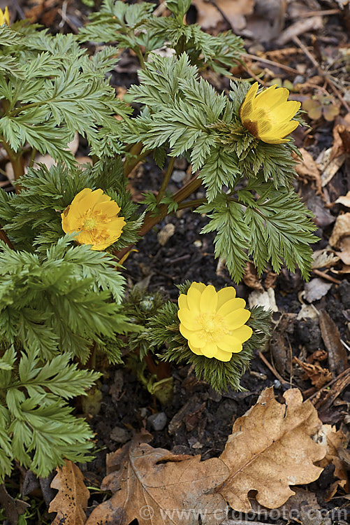 <i>Adonis amurensis</i>, a small, hardy, winter- to early spring-flowering perennial native to northeastern China, Japan and Korea. A relative of the buttercups, as shown by the flowers, it grows to around 15cm tall and the first flowers can appear before the ferny foliage emerges. Order: Ranunculales, Family: Ranunculaceae