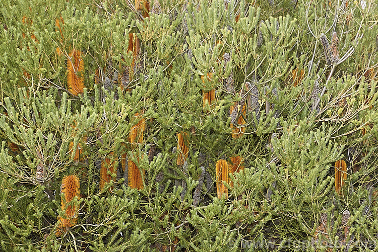 Heath-leafed. Banksia (<i>Banksia ericifolia</i>), one of the hardiest banksias, this narrow-leafed shrub grows to 5m tall and is found naturally in coastal parts of New South Wales, Australia. The flowerheads are up to 30cm long and open through the cooler months. Order: Proteales, Family: Proteaceae