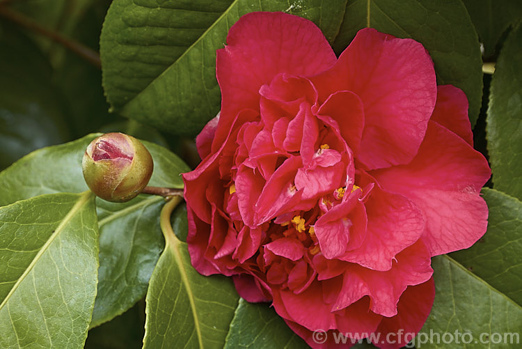 <i>Camellia</i> 'Dr. Clifford Parks' ('Crimson Robe' x 'Kramer's Supreme' [japonica]), a <i>Camellia reticulata</i> hybrid raised by Parks of the United States and introduced in 1971. Blooming from late winter, its semi-double flowers occur in a range of forms, from loose and rather open to almost peony form. Order: Ericales, Family: Theaceae