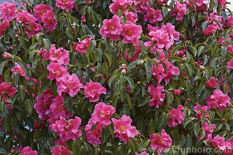 <i>Camellia</i> 'Buddha', a <i>Camellia reticulata</i> hybrid raised at Descanso. Gardens in California. Introduced in 1948, it was one of the first reticulatas to be widely cultivated in western gardens and is a cross with a form of ,i>Camellia pitardii</i>. It has a strongly upright growth habit and its large flowers appear somewhat resistant to petal blight. Order: Ericales, Family: Theaceae