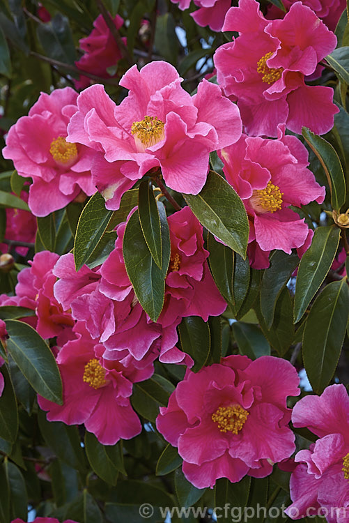 <i>Camellia</i> 'Buddha', a <i>Camellia reticulata</i> hybrid raised at Descanso. Gardens in California. Introduced in 1948, it was one of the first reticulatas to be widely cultivated in western gardens and is a cross with a form of <i>Camellia pitardii</i>. It has a strongly upright growth habit and its large flowers appear somewhat resistant to petal blight. Order: Ericales, Family: Theaceae
