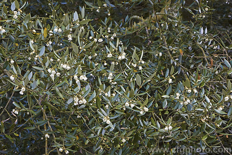 Tasmanian. Sassafras (<i>Atherosperma moschata</i>), an evergreen tree native to southeastern Australia, including Tasmania. It grows to well over 30m tall and blooms mainly from spring to early summer. atherosperma-2386htm'>Atherosperma. <a href='atherospermataceae-plant-family-photoshtml'>Atherospermataceae</a>.