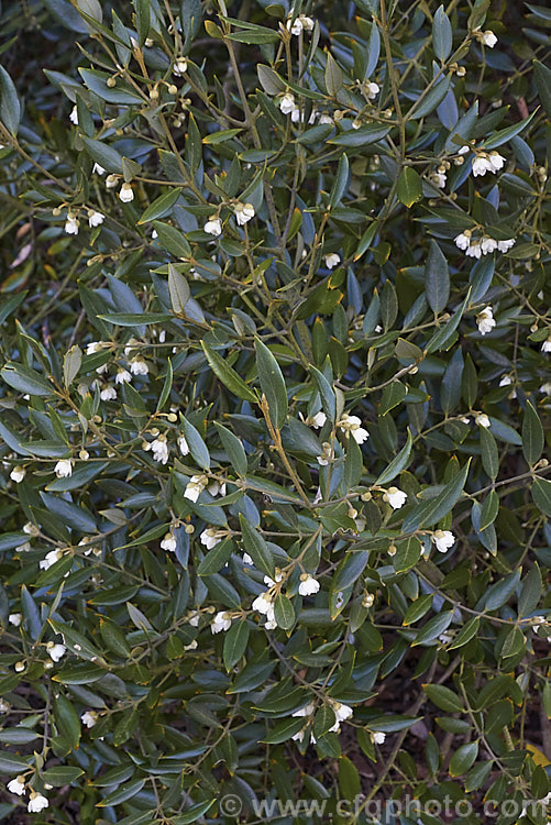 Tasmanian. Sassafras (<i>Atherosperma moschata</i>), an evergreen tree native to southeastern Australia, including Tasmania. It grows to well over 30m tall and blooms mainly from spring to early summer. atherosperma-2386htm'>Atherosperma. <a href='atherospermataceae-plant-family-photoshtml'>Atherospermataceae</a>.