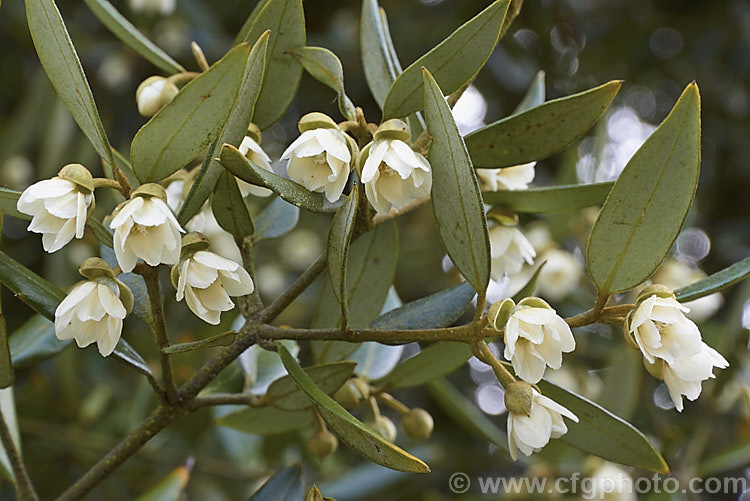 The flowers of the Tasmanian. Sassafras (<i>Atherosperma moschata</i>), an evergreen tree native to southeastern Australia, including Tasmania. It grows to well over 30m tall and blooms mainly from spring to early summer. atherosperma-2386htm'>Atherosperma. <a href='atherospermataceae-plant-family-photoshtml'>Atherospermataceae</a>.