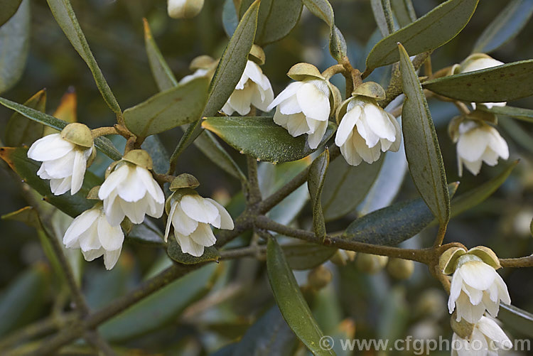 The flowers of the Tasmanian. Sassafras (<i>Atherosperma moschata</i>), an evergreen tree native to southeastern Australia, including Tasmania. It grows to well over 30m tall and blooms mainly from spring to early summer . atherosperma-2386htm'>Atherosperma. <a href='atherospermataceae-plant-family-photoshtml'>Atherospermataceae</a>.