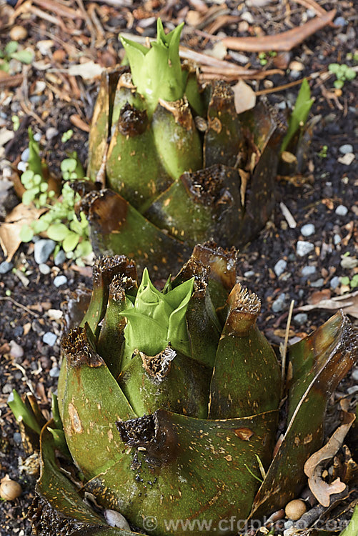 Emerging spring buds of the Giant Himalayan Lily (<i>Cardiocrinum giganteum</i>), an early summer-flowering Himalayan bulb that grows very quickly to over 3 m high after dying back to these buds to overwinter. The flowers are quite strongly scented, though because they are so high up the fragrance is not always noticeable. Order: Liliales, Family: Liliaceae