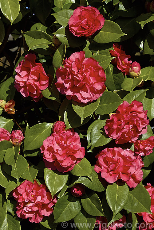 <i>Camellia</i> 'Dr. Clifford Parks' ('Crimson Robe' x 'Kramer's Supreme' [japonica]), a <i>Camellia reticulata</i> hybrid raised by Parks of the United States and introduced in 1971. Blooming from late winter, its semi-double flowers occur in a range of forms, from loose and rather open to almost peony form. Order: Ericales, Family: Theaceae