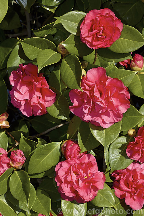 <i>Camellia</i> 'Dr. Clifford Parks' ('Crimson Robe' x 'Kramer's Supreme' [japonica]), a <i>Camellia reticulata</i> hybrid raised by Parks of the United States and introduced in 1971. Blooming from late winter, its semi-double flowers occur in a range of forms, from loose and rather open to almost peony form. Order: Ericales, Family: Theaceae