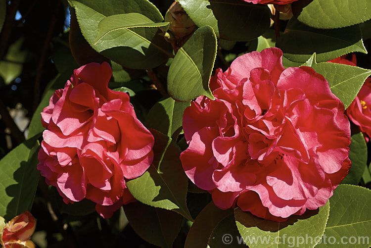 <i>Camellia</i> 'Dr. Clifford Parks' ('Crimson Robe' x 'Kramer's Supreme' [japonica]), a <i>Camellia reticulata</i> hybrid raised by Parks of the United States and introduced in 1971. Blooming from late winter, its semi-double flowers occur in a range of forms, from loose and rather open to almost peony form. Order: Ericales, Family: Theaceae