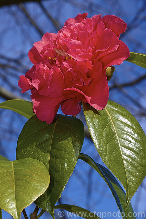 <i>Camellia</i> 'Dr. Clifford Parks' ('Crimson Robe' x 'Kramer's Supreme' [japonica]), a <i>Camellia reticulata</i> hybrid raised by Parks of the United States and introduced in 1971. Blooming from late winter, its semi-double flowers occur in a range of forms, from loose and rather open to almost peony form. Order: Ericales, Family: Theaceae