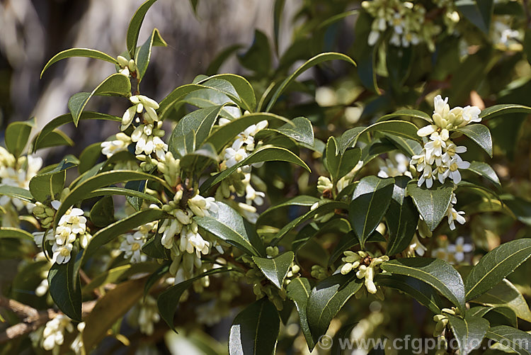 Osmanthus burkwoodii photo at Pictures of Plants stock image library