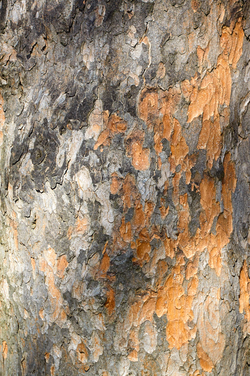 The bark of the Sycamore (<i>Acer pseudoplatanus</i>), a 30-40m tall deciduous tree with a wide natural distribution in the Eurasian region. Its timber is often used for making string instruments. The bark of mature trees flakes in manner reminiscent of a plane tree, hence the specific epithet pseudoplatanus, which means false plane. Order Sapindales, Family: Sapindaceae