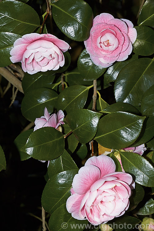 <i>Camellia</i> 'Love Boat' ('Dr. Tinsley' x 'Debutante'), a semi-double peony-form. <i>Camellia japonica</i> bred by David Feathers of California and introduced in 1981. This is a reasonably compact plant that blooms well with mid-size flowers. Order: Ericales, Family: Theaceae