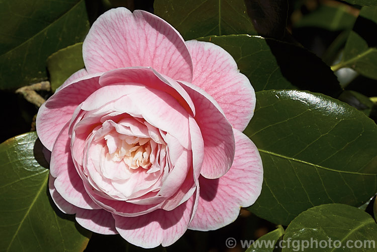 <i>Camellia</i> 'Love Boat' ('Dr. Tinsley' x 'Debutante'), a semi-double peony-form. <i>Camellia japonica</i> cultivar bred by David Feathers of California and introduced in 1981. This is a reasonably compact plant that blooms well with mid-size flowers. Order: Ericales, Family: Theaceae