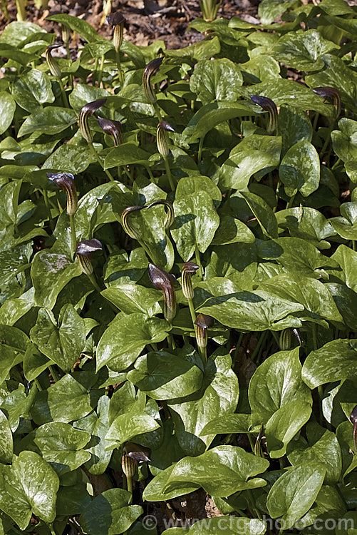 Friar's Cowl (<i>Arisarum vulgare</i>), a spring-flowering arum-like perennial found in the Mediterranean region, the Canary Islands and the Azores. Order: Alismatales, Family: Araceae