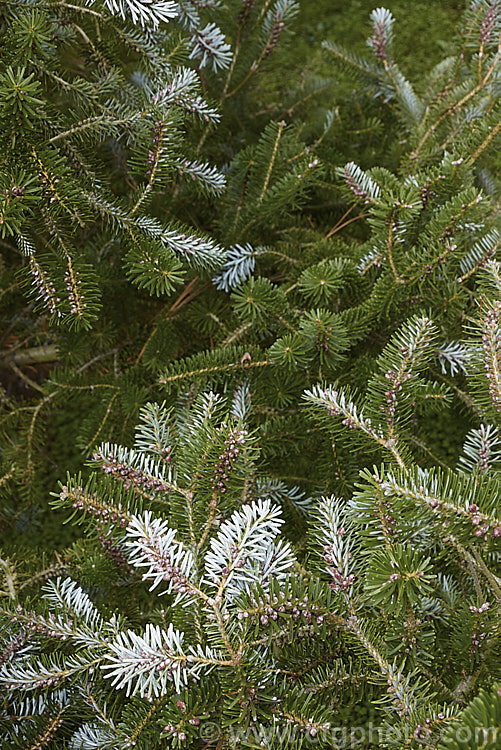 Pacific Silver Fir or Christmas Tree (<i>Abies amabilis</i>), a conifer that grows to as much as 30m tall and which found from southern Alaska to western Oregon. It is known as the Silver Fir because of the silvery white undersides of the foliage. It is sometimes known as the Red Silver Fir because of the red colour of the young male cones, which can be very showy in spring. Order: Pinales, Family: Pinaceae