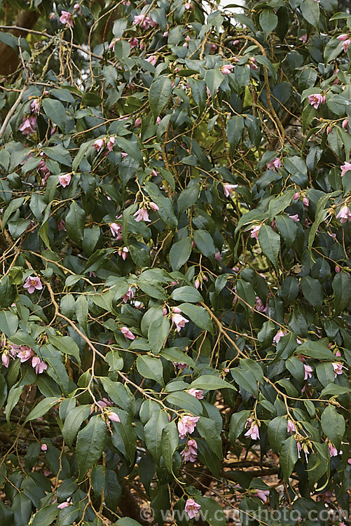 <i>Camellia rosiflora</i> (syn. <i>Camellia rosaeflora</i>), an evergreen spring-flowering 1-3m high shrub thought to be native to China though it has not been confirmed in the wild and is possibly a <i>Camellia sinensis</i> hybrid Order: Ericales, Family: Theaceae