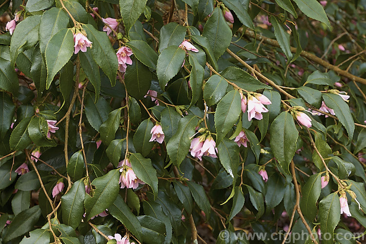 <i>Camellia rosiflora</i> (syn. <i>Camellia rosaeflora</i>), an evergreen spring-flowering 1-3m high shrub thought to be native to China though it has not been confirmed in the wild and is possibly a <i>Camellia sinensis</i> hybrid Order: Ericales, Family: Theaceae