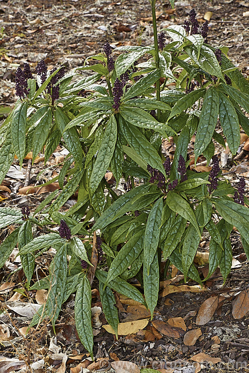 Aucuba himalaica, an evergreen shrub or small tree up to 10m tall It is native to the eastern Himalayas and produces heads of small purple-red flowers in late winter and early spring, followed by orange-red drupes. The foliage is narrow and very shallowly toothed. aucuba-2280htm'>Aucuba. <a href='garryaceae-plant-family-photoshtml'>Garryaceae</a>.