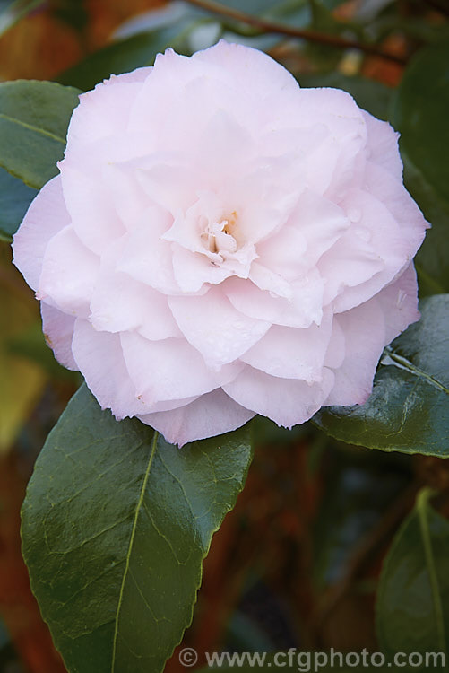 <i>Camellia</i> 'Nuccio's Pearl', this evergreen shrub is a very attractively coloured, relatively compact. <i>Camellia japonica</i> cultivar introduced by Nuccio's Nursery of California in 1977. The flowers have a very neat symmetrical from on first open but become rather more loosely structured as they age. Order: Ericales, Family: Theaceae