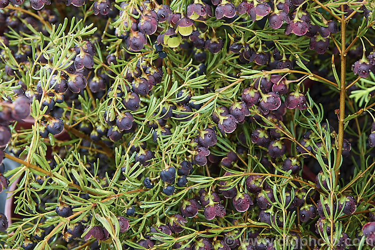 Brown Boronia (<i>Boronia megastigma</i>), a Western Australian, spring-flowering, evergreen shrub. The most heavily scented boronia, it is widely grown but usually short-lived, seldom achieving its maximum height of 25m in cultivation. Order: Sapindales, Family: Rutaceae