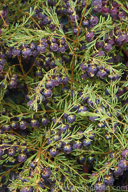 Brown Boronia (<i>Boronia megastigma</i>), a Western Australian, spring-flowering, evergreen shrub. The most heavily scented boronia, it is widely grown but usually short-lived, seldom achieving its maximum height of 25m in cultivation. Order: Sapindales, Family: Rutaceae