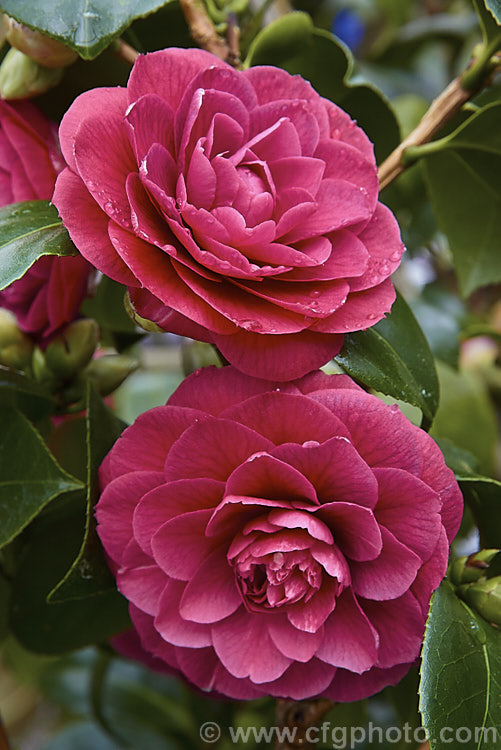 <i>Camellia</i> 'Sir Victor Davies', this evergreen shrub is a <i>Camellia japonica</i> cultivar with distinctive purple-red double flowers. It is a compact, slow-growing plant and was named after one of the founders of Duncan and Davies, a large New Zealand wholesale nursery. Order: Ericales, Family: Theaceae