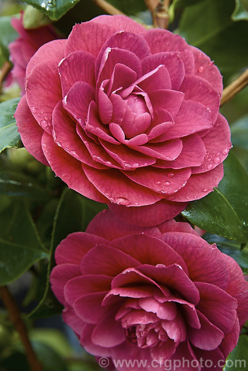 <i>Camellia</i> 'Sir Victor Davies', this evergreen shrub is a <i>Camellia japonica</i> cultivar with distinctive purple-red double flowers. It is a compact, slow-growing plant and was named after one of the founders of Duncan and Davies, a large New Zealand wholesale nursery. Order: Ericales, Family: Theaceae