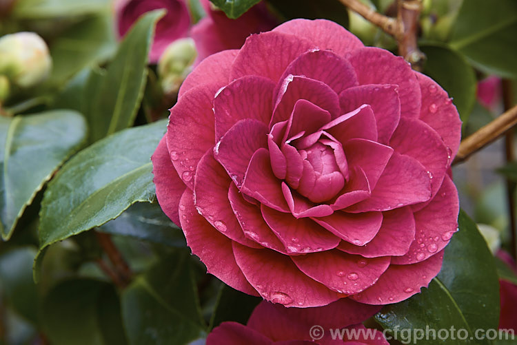 <i>Camellia</i> 'Sir Victor Davies', this evergreen shrub is a <i>Camellia japonica</i> cultivar with distinctive purple-red double flowers. It is a compact, slow-growing plant and was named after one of the founders of Duncan and Davies, a large New Zealand wholesale nursery. Order: Ericales, Family: Theaceae