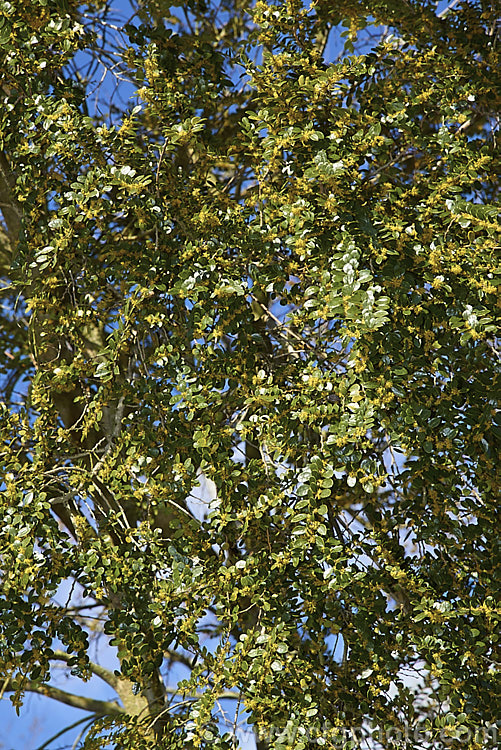 Vanilla. Tree (<i>Azara microphylla</i>) in flower. Although only tiny, the flowers of this evergreen, spring-bloomingChilean and Argentinean tree have a strong vanilla scent that announces their presence well before they can be seen. azara-2391htm'>Azara. <a href='salicaceae-plant-family-photoshtml'>Salicaceae</a>.