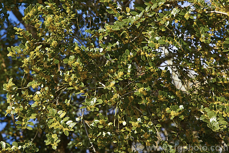 Vanilla. Tree (<i>Azara microphylla</i>) in flower. Although only tiny, the flowers of this evergreen, spring-bloomingChilean and Argentinean tree have a strong vanilla scent that announces their presence well before they can be seen. azara-2391htm'>Azara. <a href='salicaceae-plant-family-photoshtml'>Salicaceae</a>.