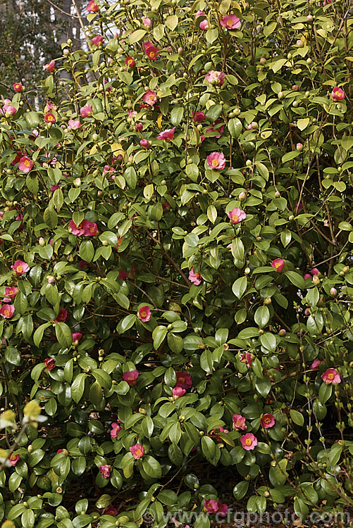 <i>Camellia japonica</i> forma <i>albipetala</i>, a Korean form of this widely grown evergreen shrub, in which the flowers are small and have light reddish pink petals. Extracts of its leaves are used in cosmetics. Order: Ericales, Family: Theaceae