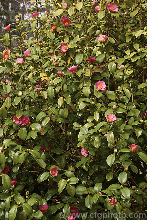 <i>Camellia japonica</i> forma <i>albipetala</i>, a Korean form of this widely grown evergreen shrub, in which the flowers are small and have light reddish pink petals. Extracts of its leaves are used in cosmetics. Order: Ericales, Family: Theaceae