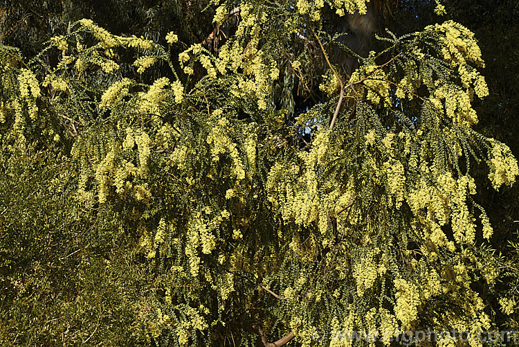 Oven's Wattle or Alpine Wattle (<i>Acacia pravissima</i>), an evergreen, late winter- to spring-flowering, large shrub or small tree from south-eastern Australia. The sharply angled phyllodes are quite distinctive. Order: Fabales, Family: Fabaceae