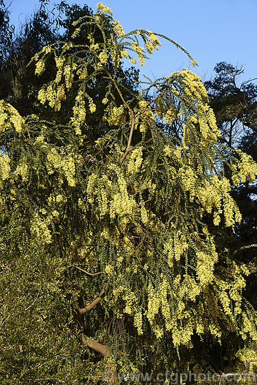 Oven's Wattle or Alpine Wattle (<i>Acacia pravissima</i>), an evergreen, late winter- to spring-flowering, large shrub or small tree from south-eastern Australia. The sharply angled phyllodes are quite distinctive. Order: Fabales, Family: Fabaceae