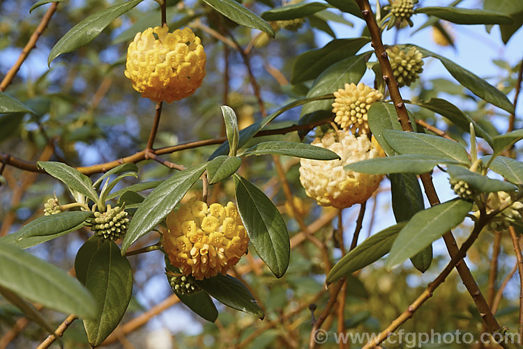 Nepalese. Paper. Bush (<i>Edgeworthia gardneri</i>), an evergreen to semi-evergreen, spring-flowering shrub native to Nepal and Sikkim. It grows to around 2m high and wide, and differs from the more commonly grown. Edgeworthia chrysantha (often sold as Edgeworthia papyrifera</i>) in retaining most of its foliage over winter and in having spherical, rather than one-sided flowerheads. The flowers are scented but not especially strongly. edgeworthia-2238htm'>Edgeworthia. <a href='thymelaeaceae-plant-family-photoshtml'>Thymelaeaceae</a>.