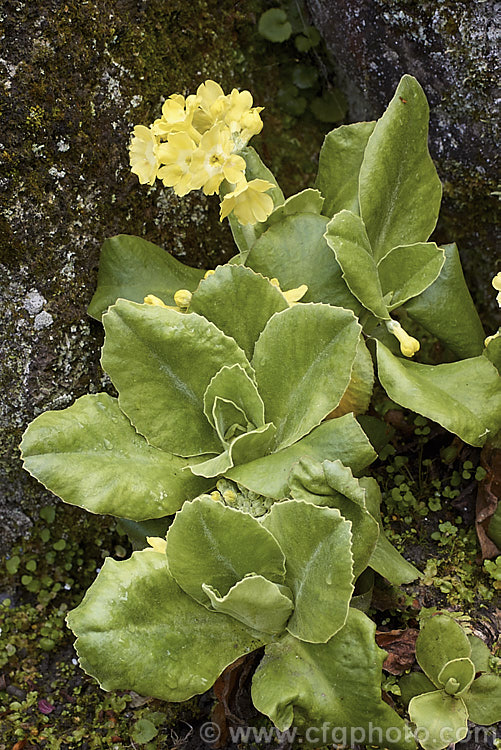 Primula auricula, a spring-flowering perennial native to the European Alps, Carpathians and Apennines. Cultivated auriculas have flowers that are considerably larger than those of the species and they occur in a wide range of colours and patterns. The auricula attained its greatest popularity in 19th century. England.